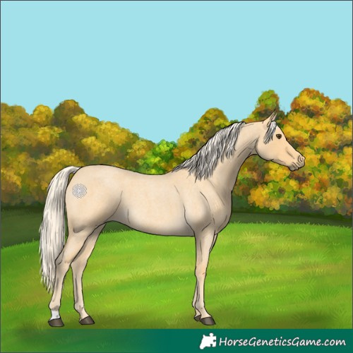 Horse Color:Palomino Roan