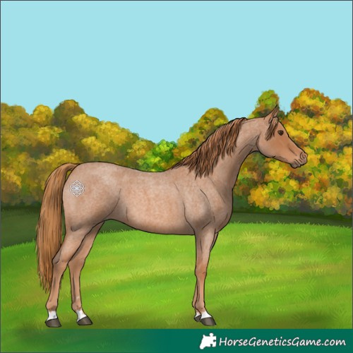 Horse Color:Red Roan 