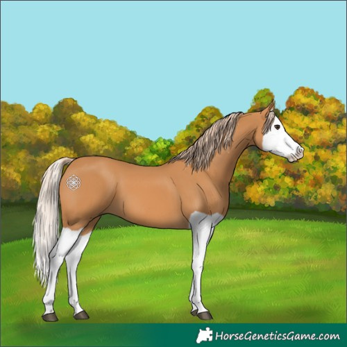 Horse Color:Chestnut Splash