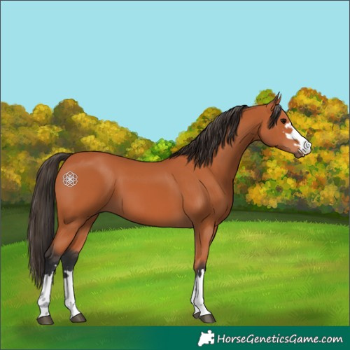 Horse Color:Bay 