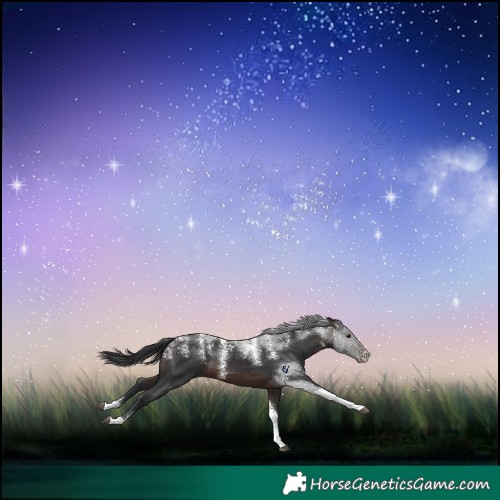 Horse Color:Powder White Brown Tobiano
