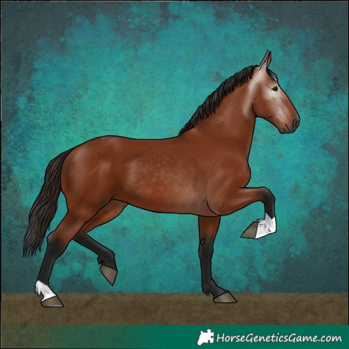 Horse Color:Gray Bay 