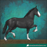 Horse Color:Black 