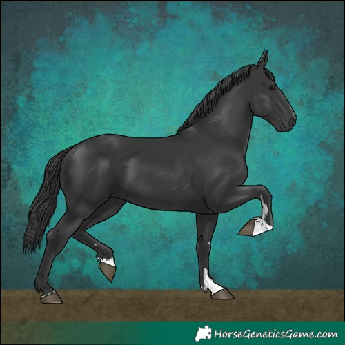 Horse Color:Black 