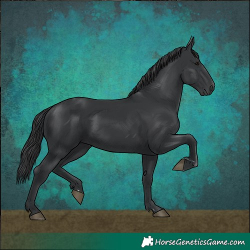 Horse Color:Black 