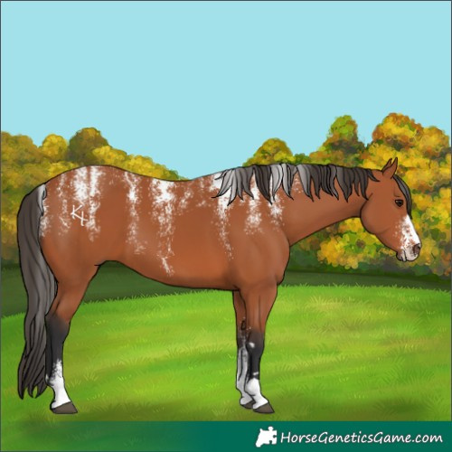 Horse Color:Powder White Bay 