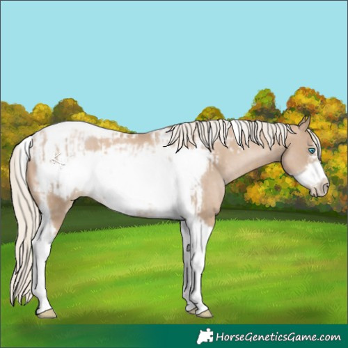 Horse Color:Chocolate Palomino Pearl Tobiano Frame  and Chocolate Palomino Pearl Tobiano Frame 