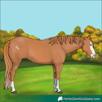 Horse Color:Chestnut Splash 