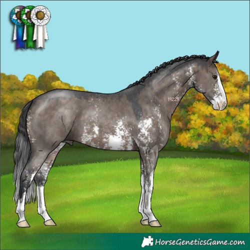 Horse Color:Brown Dun Sabino