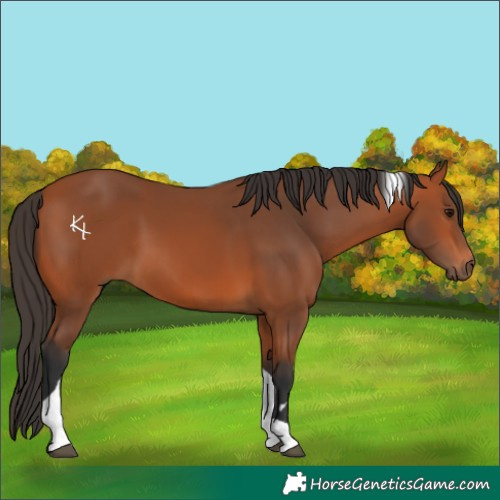 Horse Color:Bay Tobiano Rabicano