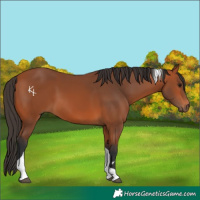 Horse Color:Bay Tobiano Rabicano