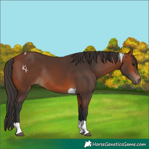Horse Color:Bay Tobiano Rabicano 