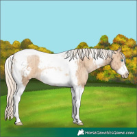 Horse Color:Chocolate Palomino Pearl Tobiano Frame and Palomino Pearl Tobiano Frame