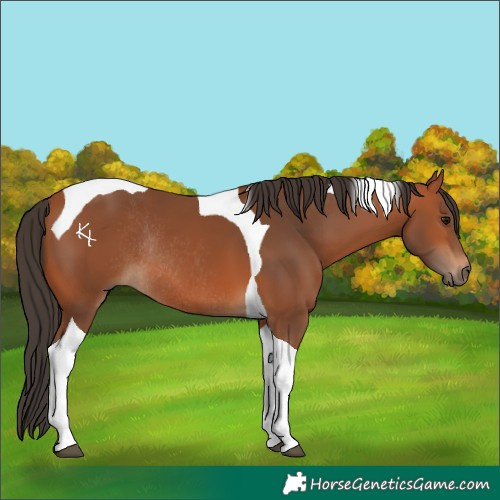 Horse Color:Bay Tobiano Rabicano