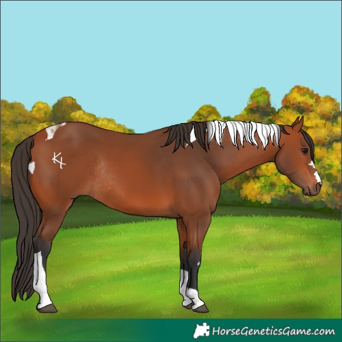 Horse Color:Bay Tobiano Rabicano 