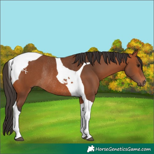 Horse Color:Bay Tobiano Rabicano 