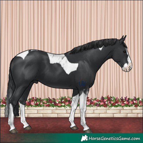 Horse Color:Black Splash Tobiano