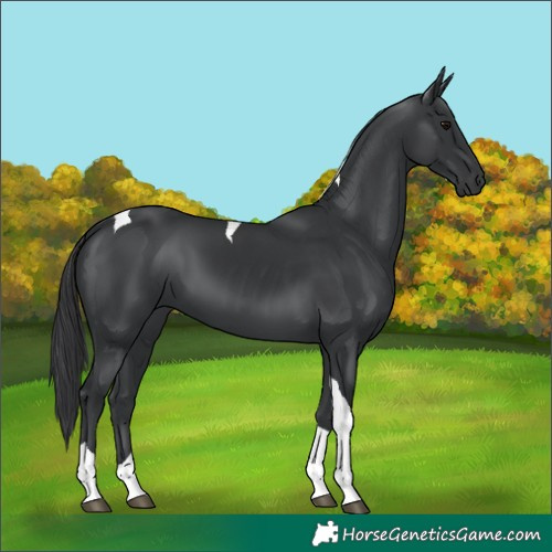 Horse Color:Black Tobiano