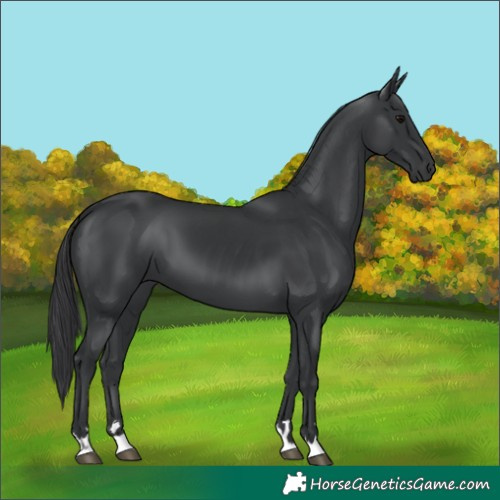 Horse Color:Black 