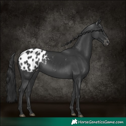 Horse Color:Black Appaloosa