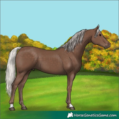 Horse Color:Silver Black