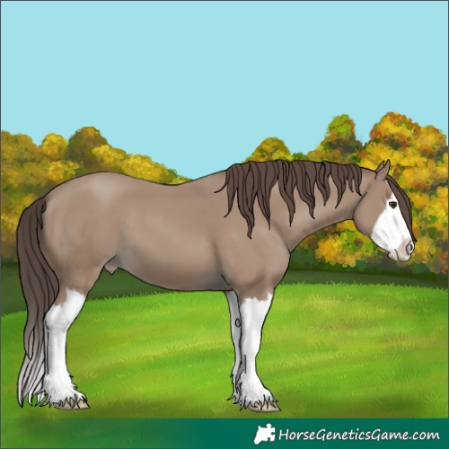 Horse Color:Unknown 