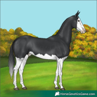 Horse Color:Black Splash 