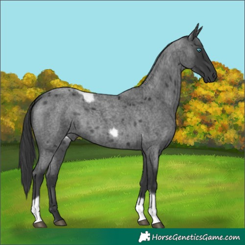 Horse Color:Blue Roan Tobiano Frame 