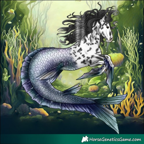 Horse Color:Black Appaloosa 