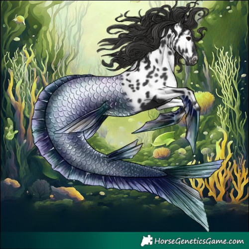 Horse Color:Black Appaloosa