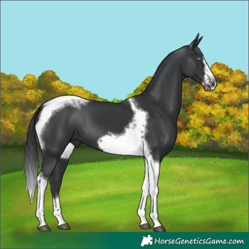 Horse Color:Black Tobiano Frame 