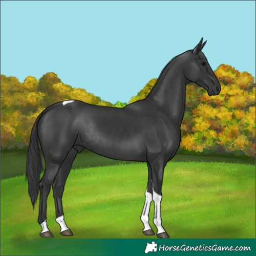 Horse Color:Black Tobiano Rabicano 