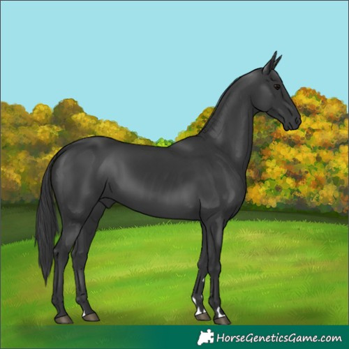 Horse Color:Black 