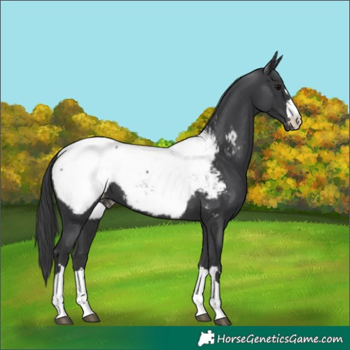 Horse Color:Black Near Fewspot 