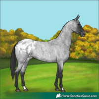 Horse Color:Blue Roan Blanket