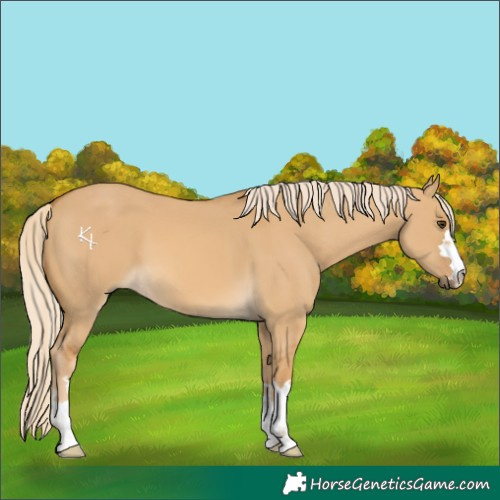 Horse Color:Palomino Dun 