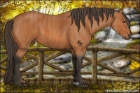 Horse Color:Bay  Brindle