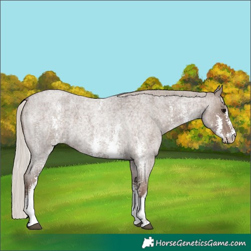 Horse Color:Silver Blue Roan Sabino 