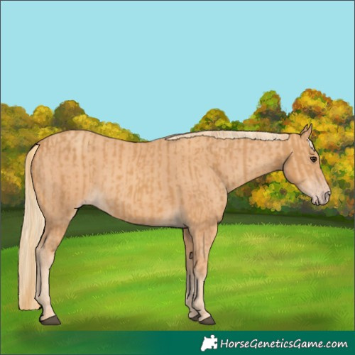 Horse Color:Chestnut  and Gold Champagne 