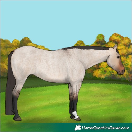 Horse Color:Bay Roan Dun 