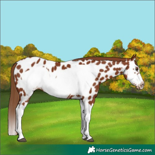 Horse Color:Chestnut Splash Frame Appaloosa 