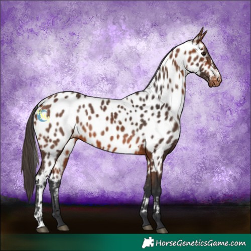 Horse Color:Bay Near Leopard