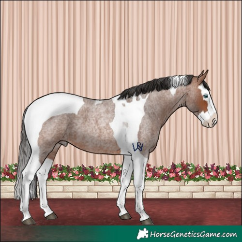 Horse Color:Bay Roan Splash Tobiano