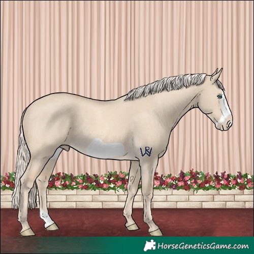 Horse Color:Cremello Dun Frame