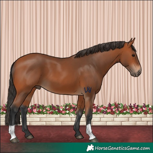 Horse Color:Bay 