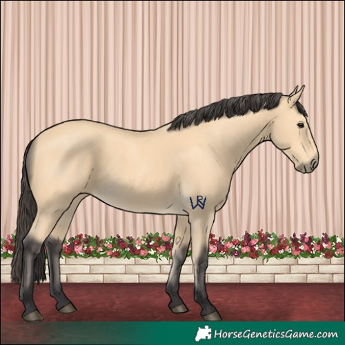Horse Color:Buckskin 