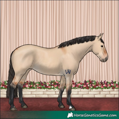 Horse Color:Bay Dun