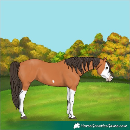 Horse Color:Bay Splash Frame 