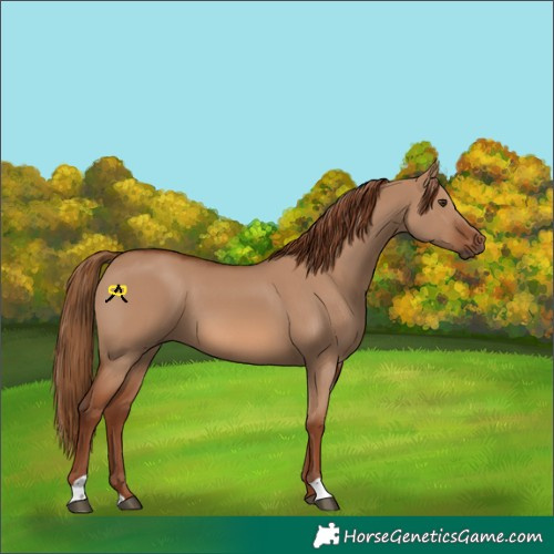 Horse Color:Red Dun