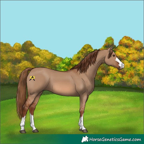 Horse Color:Red Dun 